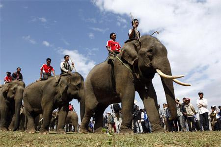 Unique elephant and dug-out canoe races in Central Highlands
